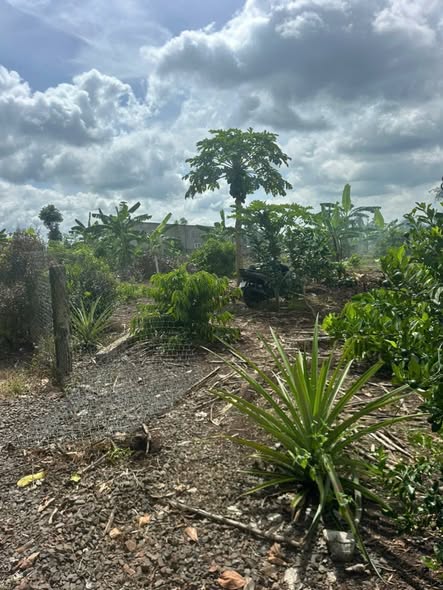 Đất nông nghiệp 2 sào Xuân Bắc, Đồng Nai - Giá 1 tỷ, đầu tư sinh lời!