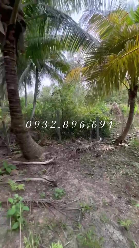 Đất vườn dừa 5760m² mặt tiền kênh tại Bình Phú - Giá chỉ 1 tỷ VND!