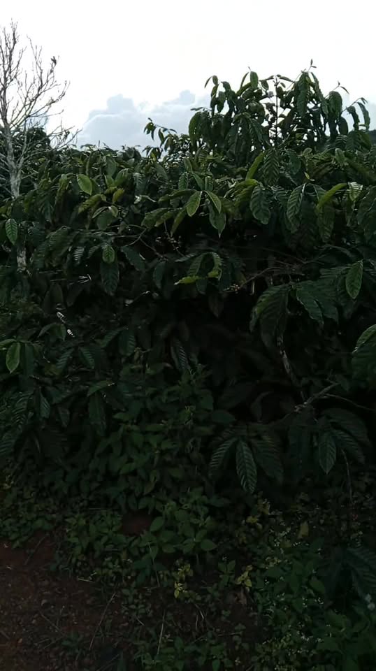 Đất nông nghiệp 1,2ha tại Tân Châu, Di Linh - Giá chỉ 3,4 tỷ, thuận tiện phát triển!