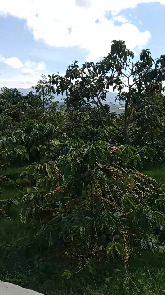 Đất nền Liên Đầm 3.2400m² giá 4.5 tỷ - Bám mặt đường bê tông rộng rãi!