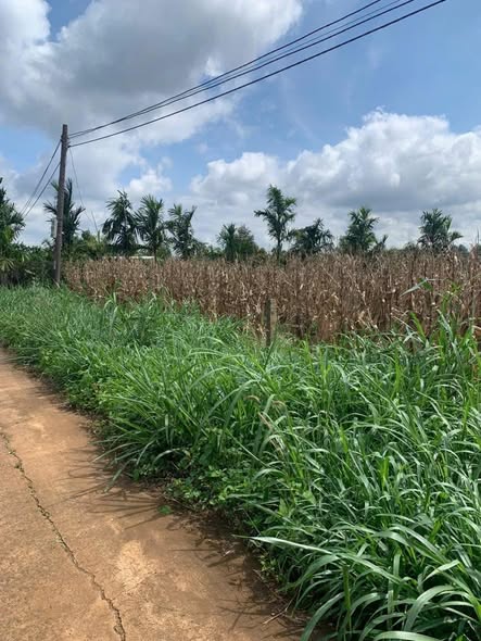 Đất nền Phú Lộc, Krông Năng 240m² giá chỉ 385 triệu - Đầu tư sinh lời ngay!