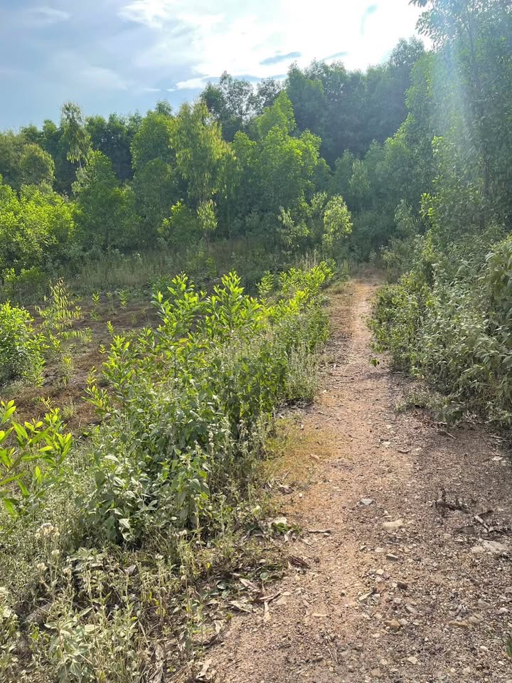 Đất vườn Phước An, Tuy Phước 1300m² giá chỉ 500 triệu - Tiềm năng phát triển lớn!