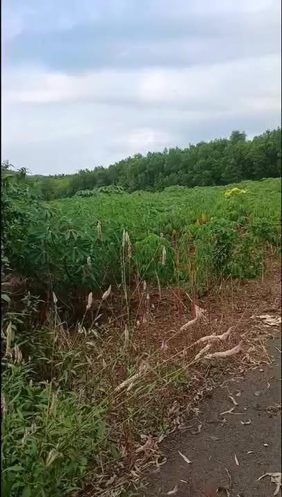 Đất nền xã Bình Trung, Châu Đức 6000m² giá chỉ 840 triệu - Cơ hội đầu tư hấp dẫn!