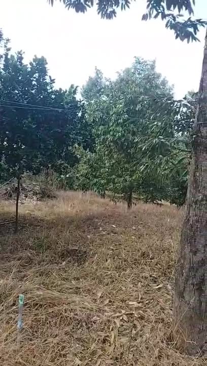 Đất Farm 1,3ha tại Hà Lâm, Đạ Huoai, Lâm Đồng giá 5,5 tỷ - Đầu tư sinh lời ngay!