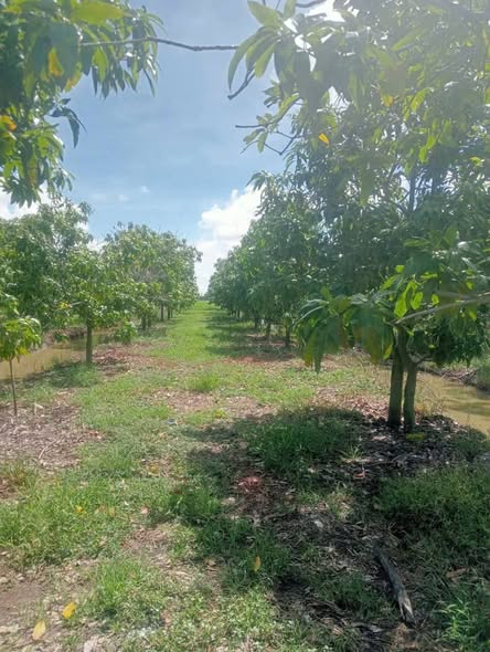 Đất vườn Phú Lộc Tân Châu 21,5 công chỉ 180 triệu - Cơ hội đầu tư lý tưởng!