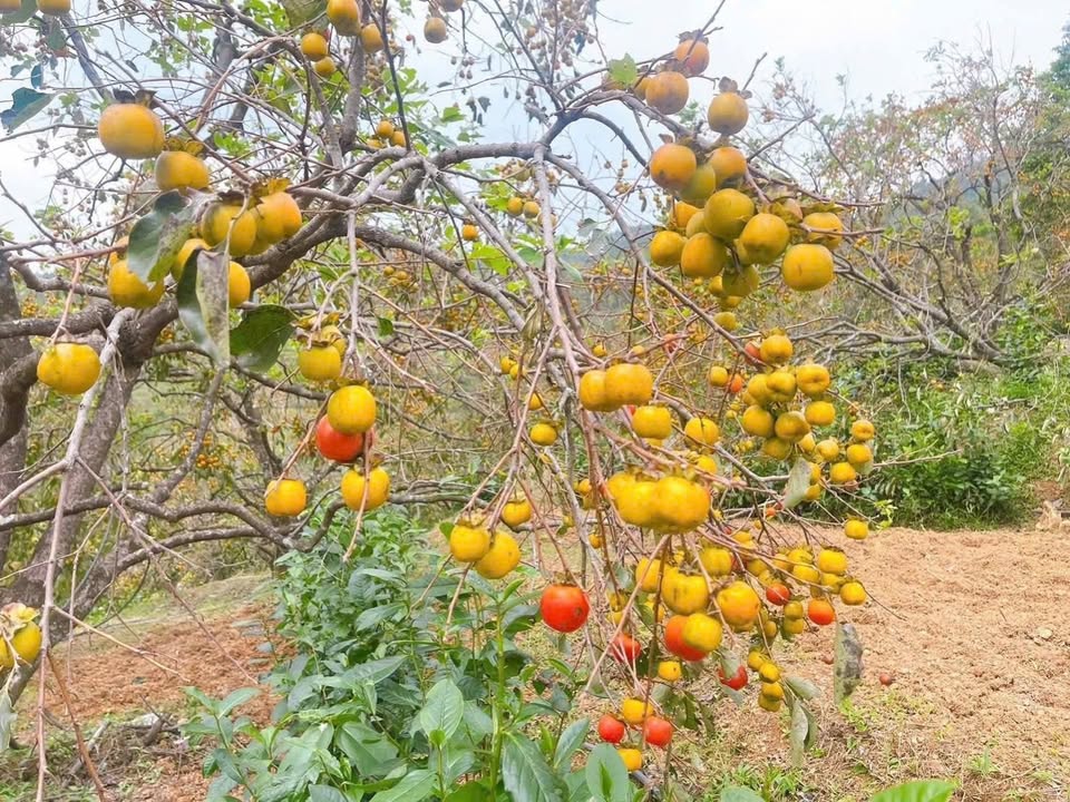 Đất nền phường Đại Phúc 78m² giá 2.9 tỷ - Đường ô tô, vị trí đẹp!