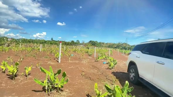 Đất nền 1000m² Đường Nhựa Sông Ray, Cẩm Mỹ, chỉ 1.25 tỷ - Đầu tư sinh lời!