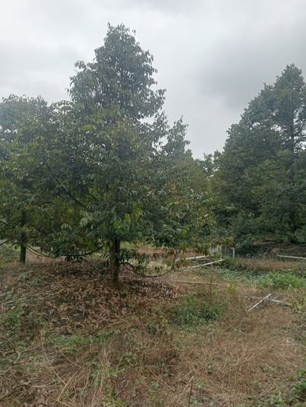 Đất nền 20000m² ấp 3 Cẩm Sơn Cai Lậy chỉ 580 triệu - Đầu tư sinh lời ngay!