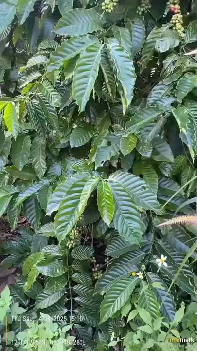 Lô đất rẫy Quảng Hiệp 6000m² - Mặt tiền đường rộng, giá thỏa thuận!