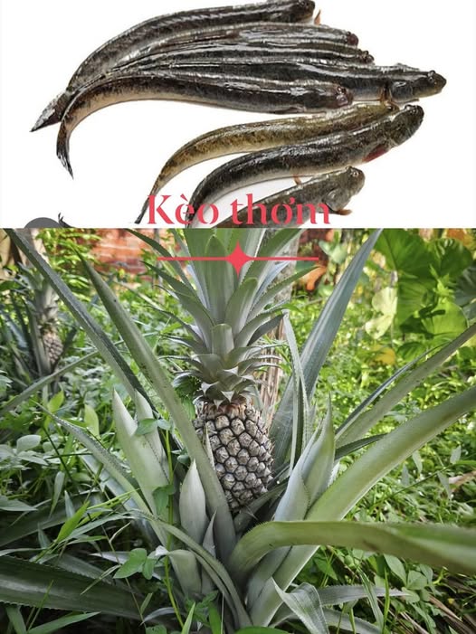 Đất Tịnh Phong 125m² giá 500 triệu - Hướng Đông, ô tô thông thoáng!