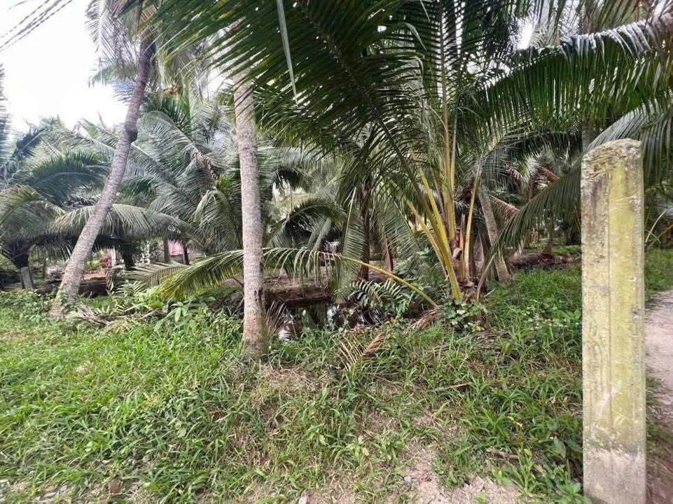 Đất vườn dừa 60.000m² tại Hưng Nhượng, Giồng Trôm - Đang thu hoạch, giá tốt