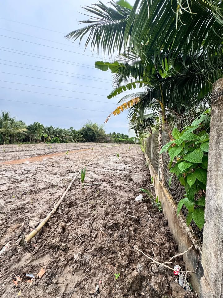 Đất biệt thự Tam Phước, Bến Tre 2279m² - Đầu tư lý tưởng!