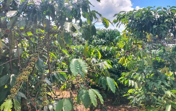 Đất Lộc Đức Bảo Lâm 652m² giá 1.1 tỷ - Pháp lý rõ ràng, tiện ích đầy đủ!