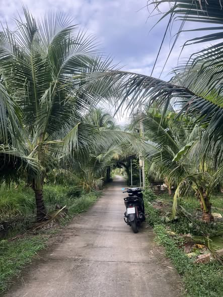 Đất vườn 500m² Gò Dầu giá 700 triệu - Đường ô tô thuận tiện!