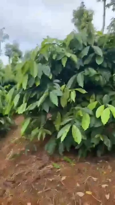 Đất đẹp Đức Minh 2160m² giá 1.5 tỷ - Cơ hội đầu tư hấp dẫn!