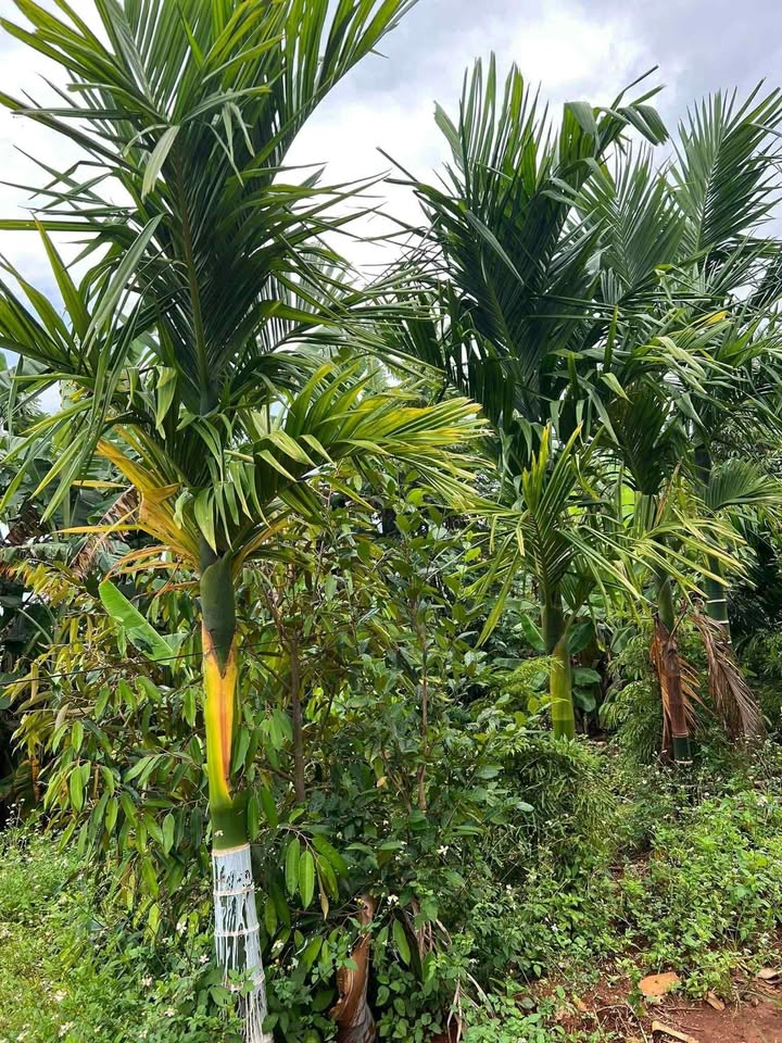 Đất thổ cư chính chủ thôn Đắc Phúc 165m² giá chỉ 750 triệu - Bớt lộc cho khách thiện chí!