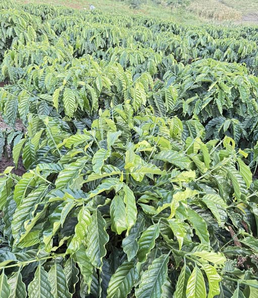 Đất nền 12600m² Tân Hà Lâm Hà giá 1 tỷ - Đầu tư sinh lời ngay!