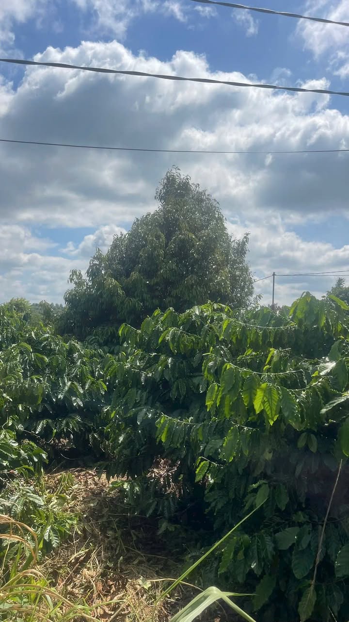 Đất nông nghiệp 1,3 ha tại Thôn Hạ Điền, Xuân Phú - Cơ hội đầu tư hấp dẫn!