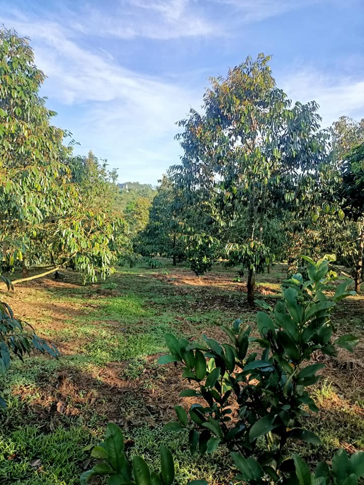 Đất nền xã Ia Yok 2300m² giá chỉ 700 triệu - Cơ hội đầu tư hấp dẫn!