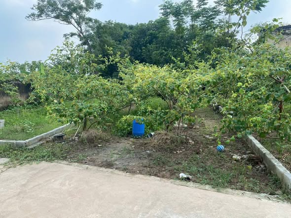 Đất nền Chương Dương, Thường Tín 80m² giá chỉ 3x triệu/m² - Đường ô tô tránh nhau thoải mái!