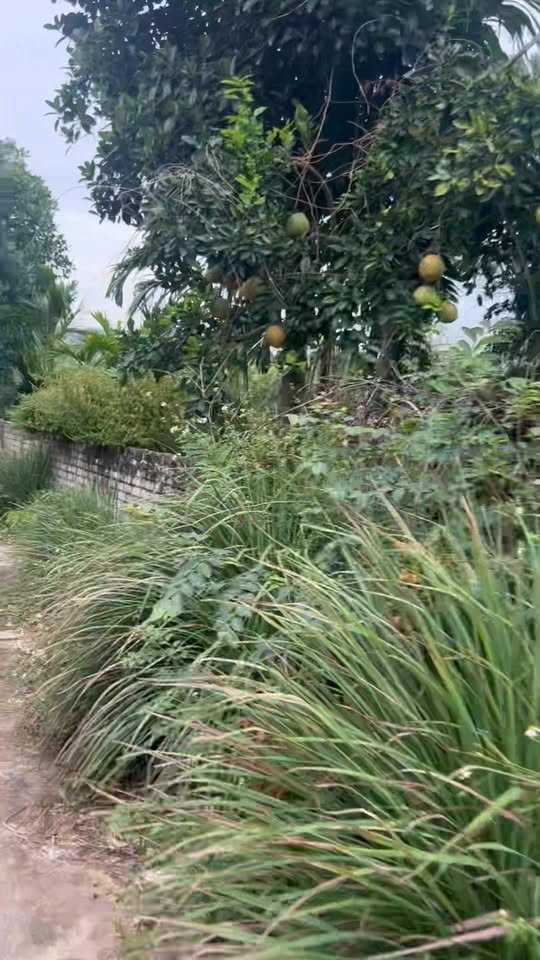 Đất vườn Lục Ngạn 2500m² - 2 mặt tiền, giá thỏa thuận hấp dẫn!