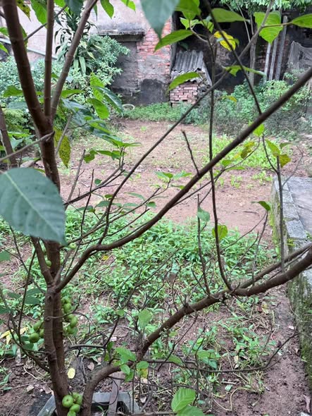 Mảnh đất Hòa Phú, Chương Mỹ 80m² giá 1 tỷ - Lô góc hai mặt tiền, phong thủy tốt!