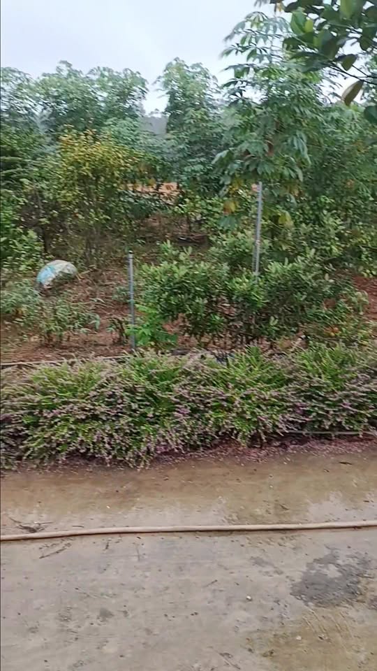 Đất thổ cư Phú Hộ 127.4m² giá chỉ 500 triệu - Cơ hội đầu tư hấp dẫn!