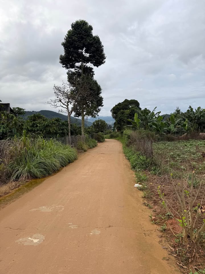 Đất thổ cư Nam Ban 516m² giá 1.25 tỷ - Cơ hội đầu tư vàng!