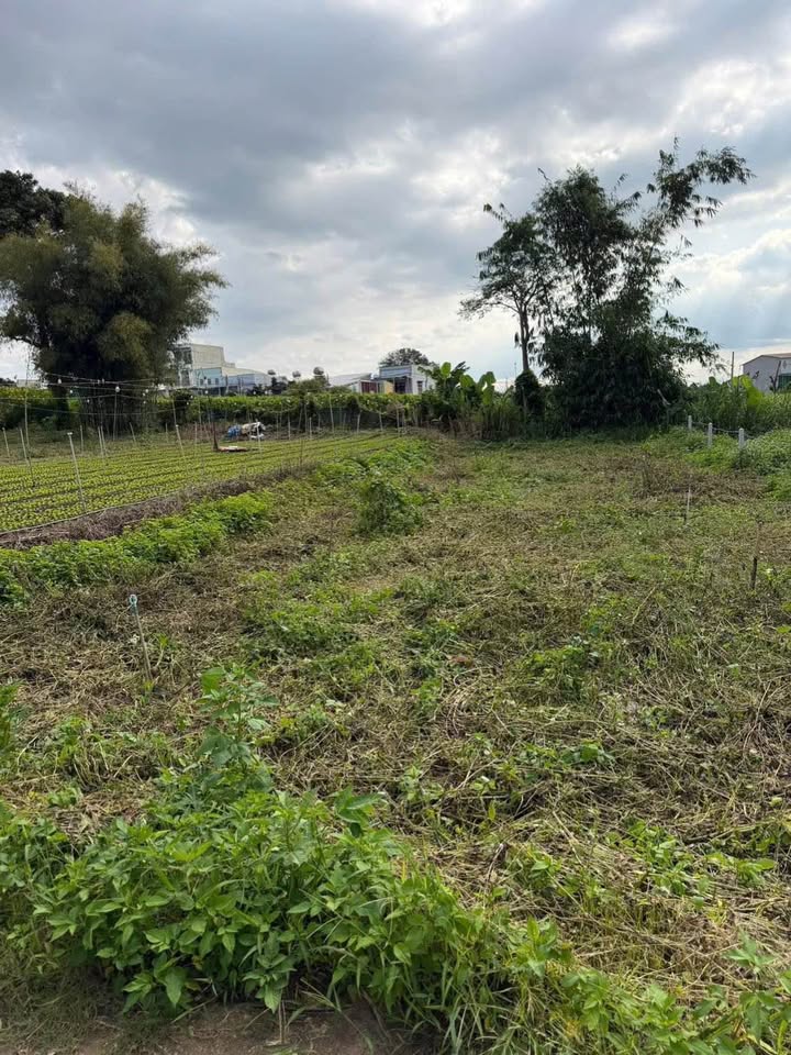 Bán đất Phú Hội - Đức Trọng - Lâm Đồng 155m² giá 1.2 tỷ - Khu dân cư đông đúc!