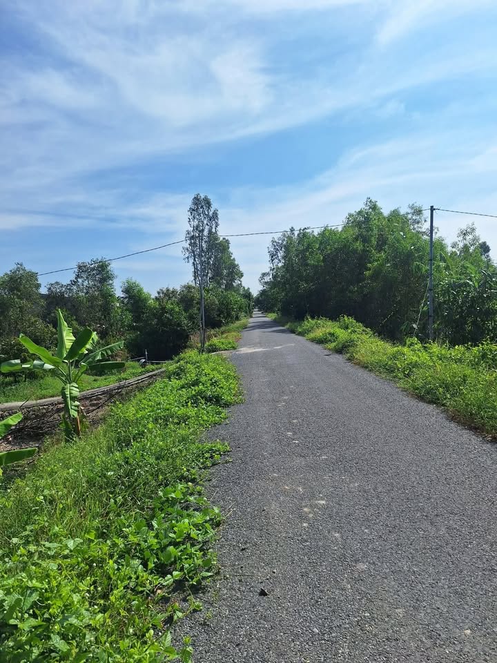 Đất lúa 4 công 8 tại Tân Bình, Tân Thạnh - Giá chỉ 6 tỷ VND - Hạ giá bán nhanh!