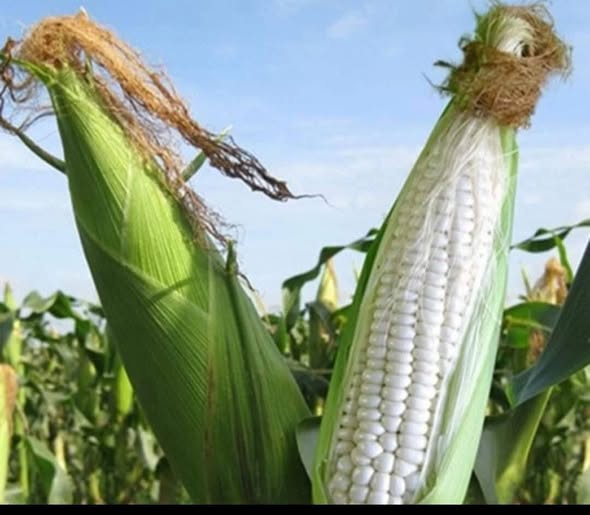 Bán vườn sinh thái tại Đa Phước, An Phú - 1840m² mặt tiền 100m, tiềm năng đầu tư lớn