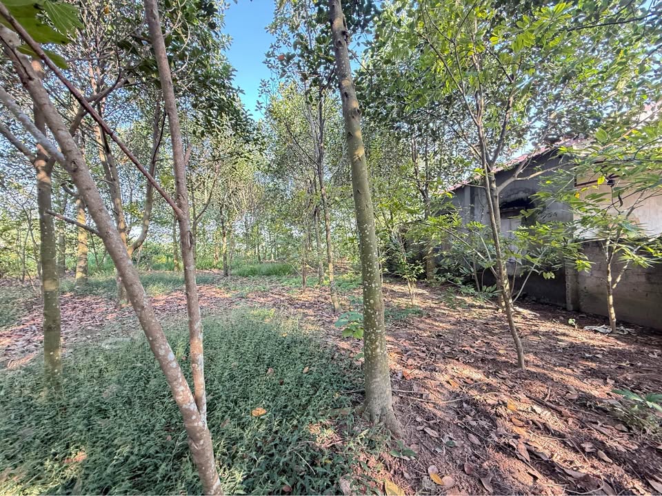 Đất vườn 1000m² Thanh Mỹ - Sát dân cư, giá chỉ 2 tỷ VND!