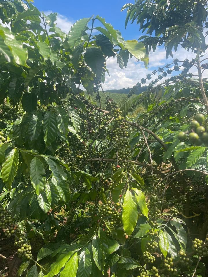 Đất nền Đinh Trang Thượng, Di Linh 18,000m² giá 2.1 tỷ - Cơ hội đầu tư sinh lời!