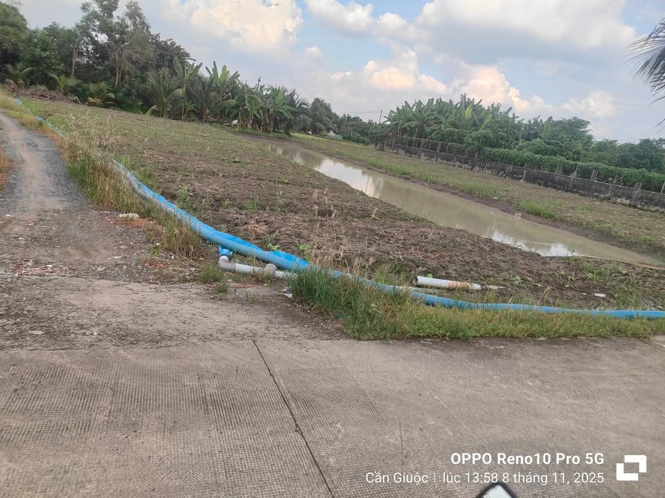 Đất vườn Mỹ Lộc, Cần Giuộc 734m² giá 1.85 tỷ - Cơ hội đầu tư tuyệt vời!