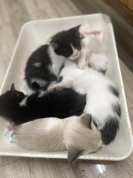 Nhà mặt tiền đường Nguyễn Sơn, Đắk Lắk 195.56m² giá 18.5 tỷ - Đầu tư sinh lời!