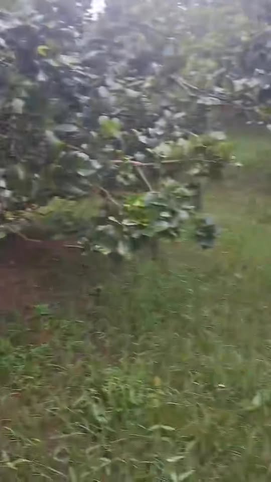 Đất vườn Tân Thuận Bình 5000m² giá 500 triệu - Cơ hội đầu tư hấp dẫn!