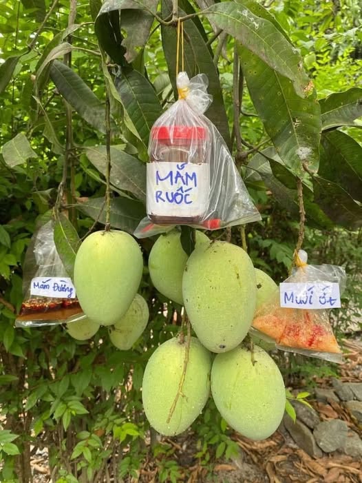 Nhà mặt tiền Trương Định, Ninh Kiều, Cần Thơ 70m² giá 5.99 tỷ - Đang cho thuê 20 triệu/tháng!