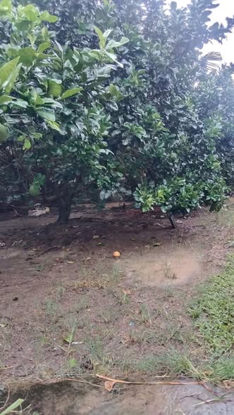 Đất vườn 5000m² tại Tân Thuận Bình - Giá chỉ 550 triệu - Đầu tư sinh lời ngay!