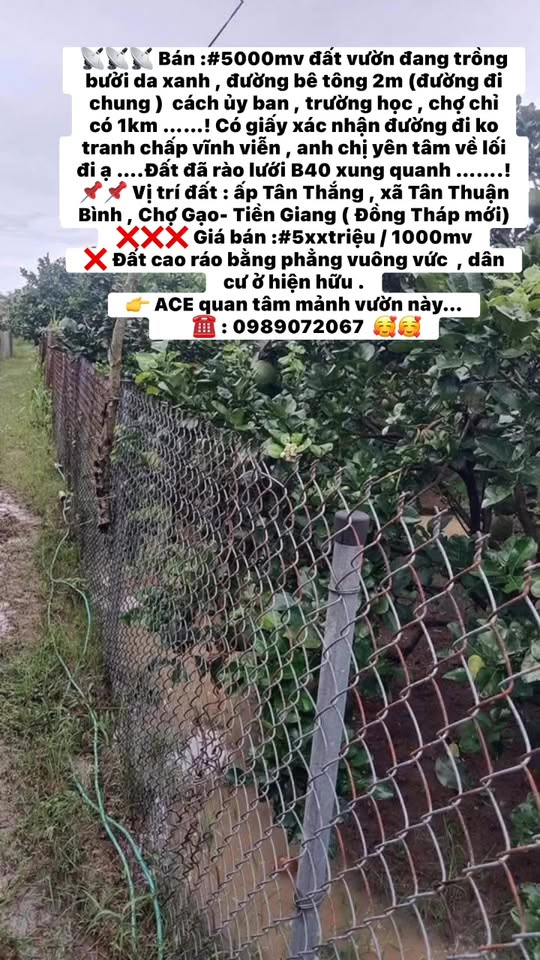 Đất vườn 5000m² Tân Thắng, Chợ Gạo - Giá chỉ 5xx triệu, không tranh chấp!