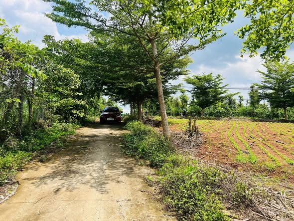 Đất thổ cư 550m² tại Hòa Khánh, Buôn Ma Thuột giá chỉ 999 triệu - Cơ hội đầu tư hấp dẫn!