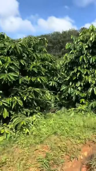 Farm 2ha tại Đăk Kan, Ngọc Hồi, Kon Tum - Cơ hội kinh doanh hấp dẫn!