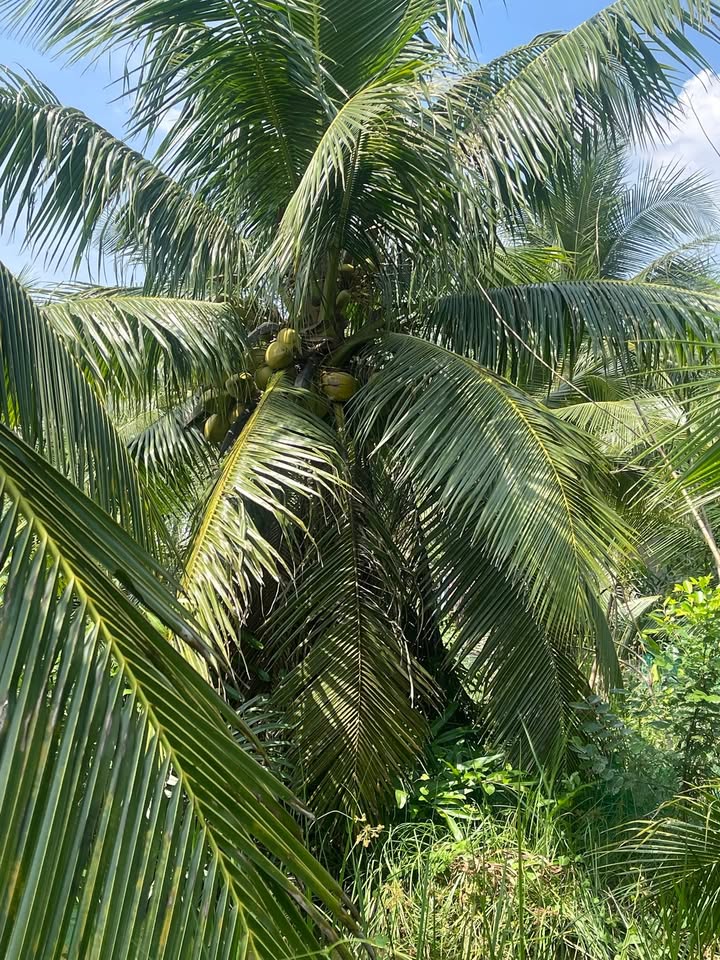 Đất vườn dừa An Thới 3000m² giá 380 triệu - Đầu tư sinh lời lý tưởng!