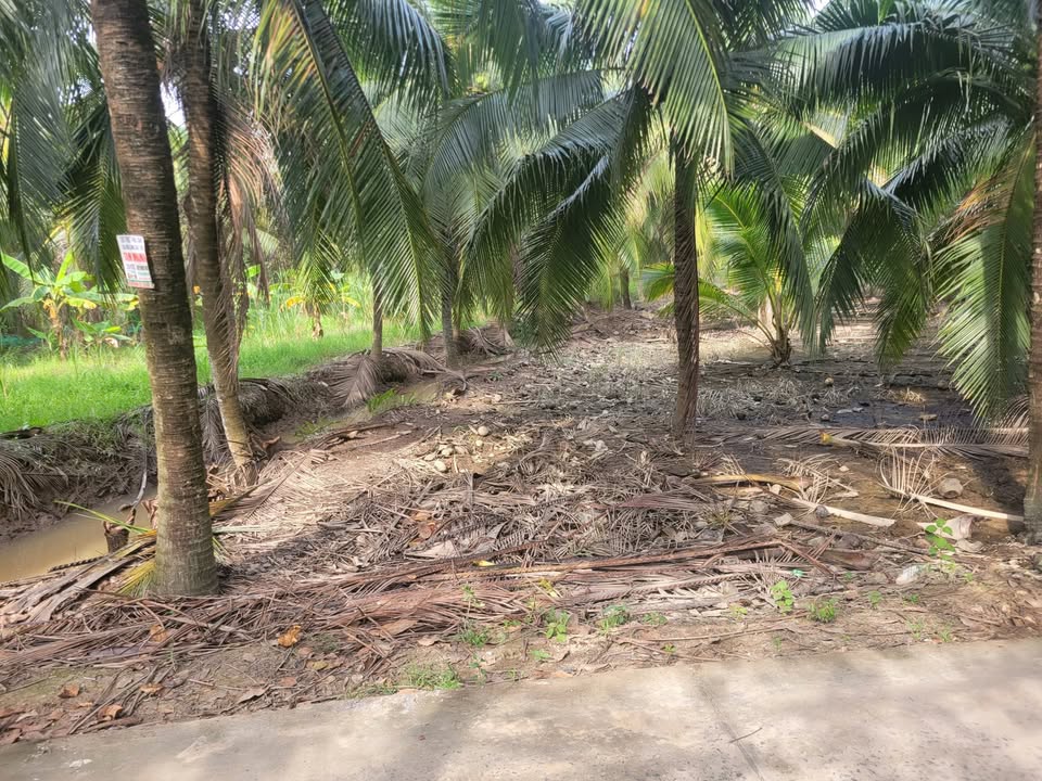 Đất vườn Bến Tre 2300m² giá 1.4 tỷ - Tiềm năng sinh lời cao!