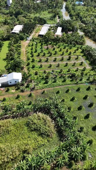 Đất Farm Mỹ Phước Tây 11.000m² - Đầu tư lý tưởng với sầu riêng 2 năm tuổi!