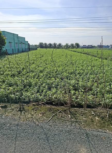 Đất nền Tân Đông, Gò Công Đông 1000m² giá 1.5 tỷ - Sổ hồng chính chủ, đầu tư tiềm năng!