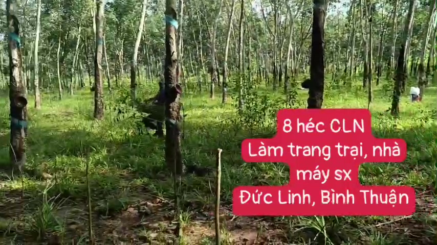 Bán đất trang trại 8ha tại Vũ Hòa, Đức Linh, Bình Thuận – Đầu tư sinh lời ngay!