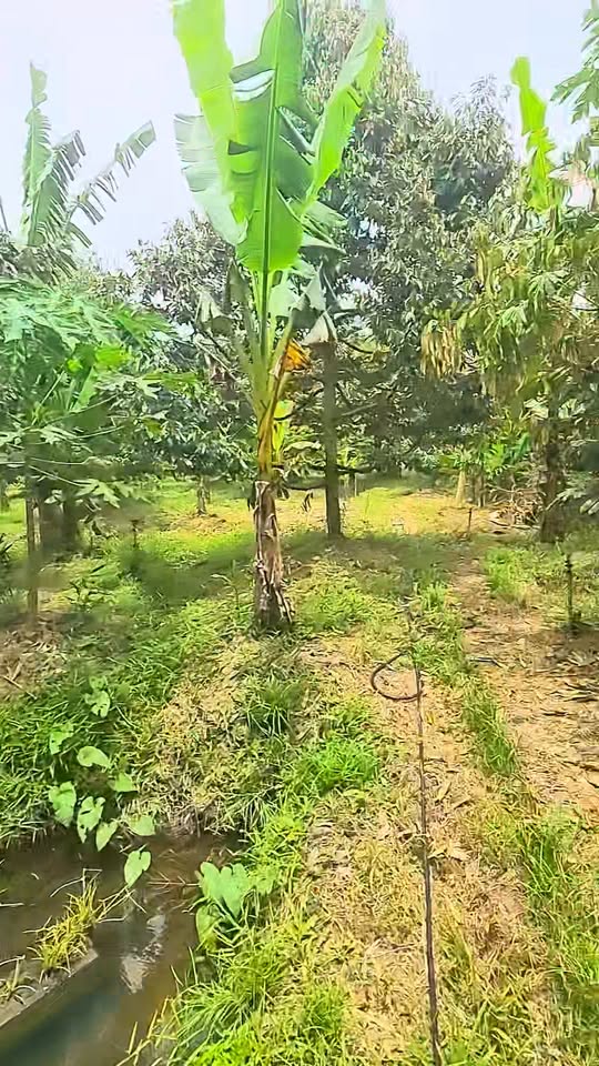 Đất Farm Nhơn Ái Phong Điền 4458m² - Đầu tư lý tưởng với 110 cây sầu riêng!