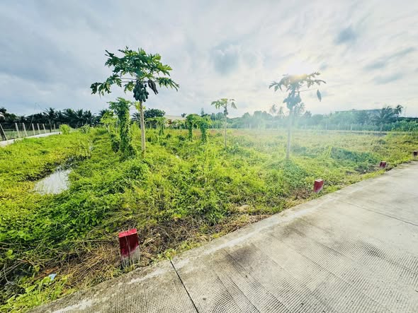 Đất thổ cư mặt tiền đường VH Thanh Ba 118.8m² giá 1.25 tỷ - Sổ hồng riêng, xây dựng ngay!