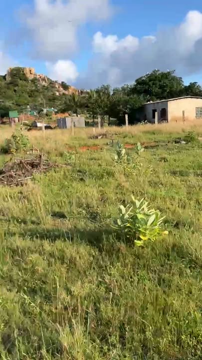 Đất nền sổ đỏ 1000m² tại Thanh Hải, Ninh Thuận chỉ 500 triệu - Bán gấp cho con đi học!