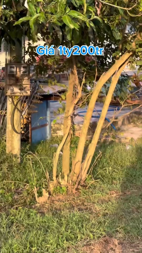 Đất nền An Bình, Châu Thành, Tây Ninh 1600m² giá 1.2 tỷ - Đầu tư sinh lời cao!